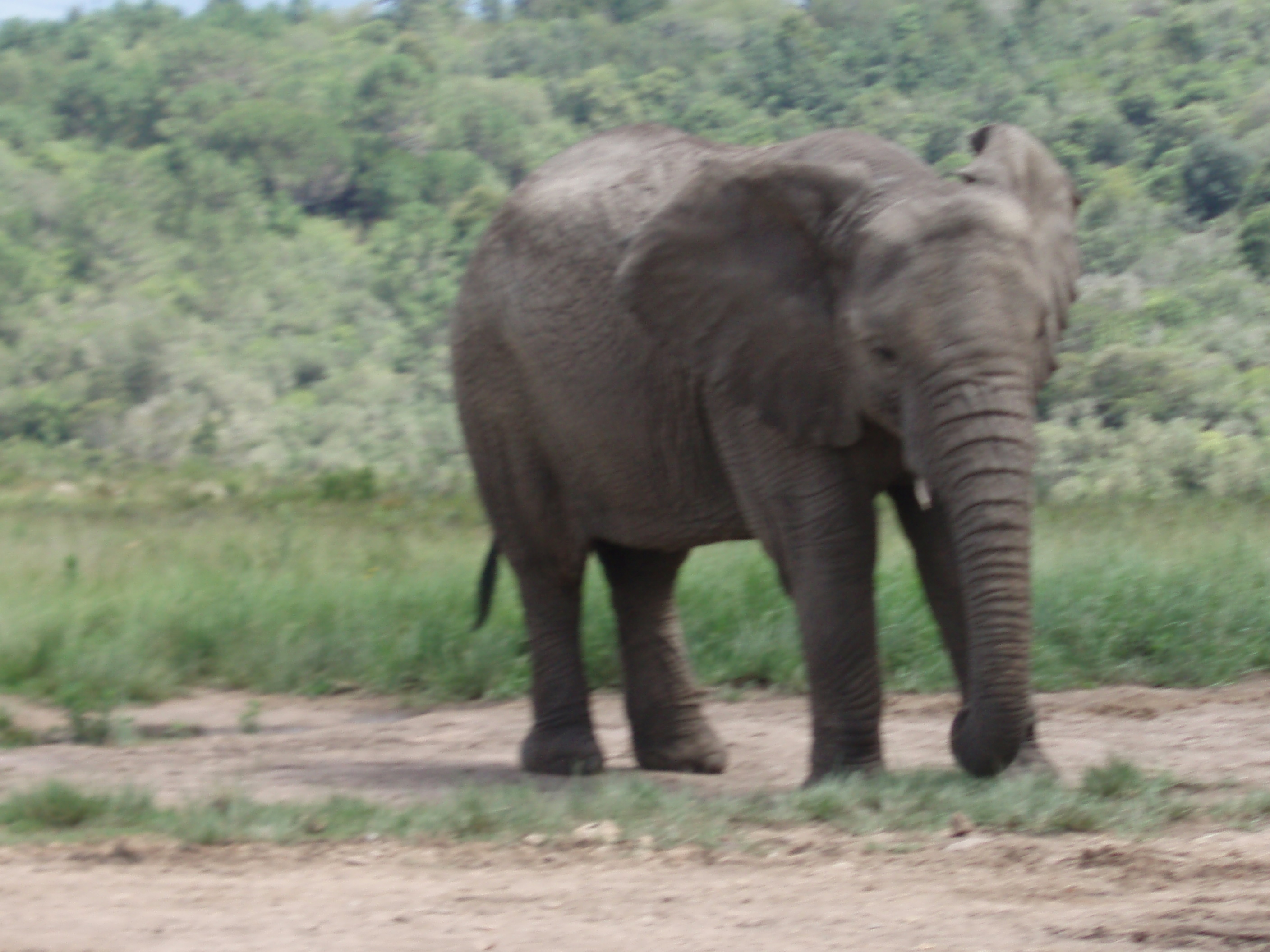 Elephant