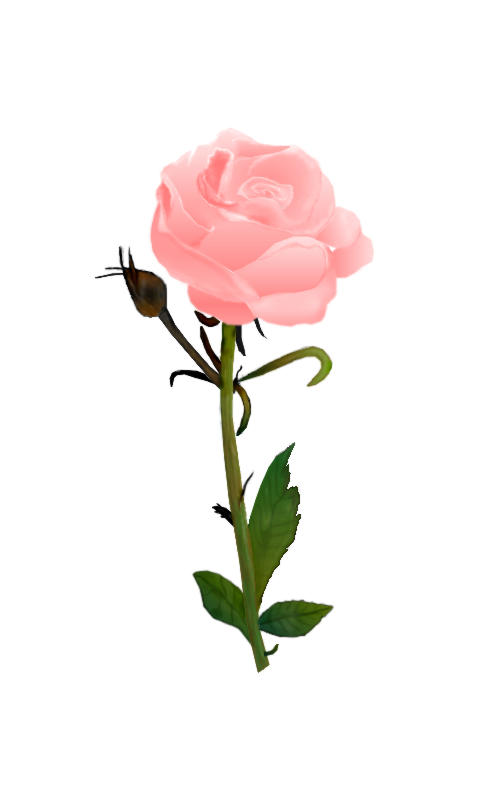 rose