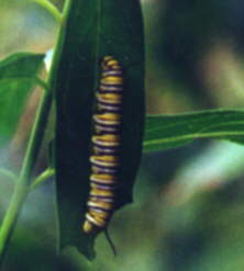 Caterpillar