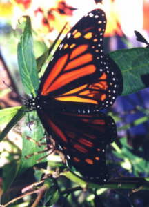 Monarch