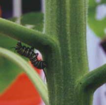 Caterpillar