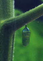 Chrysalis