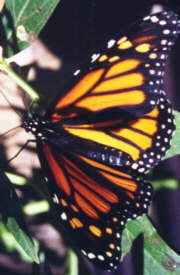 Monarch Butterfly