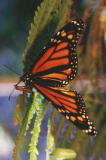Monarch and Fern