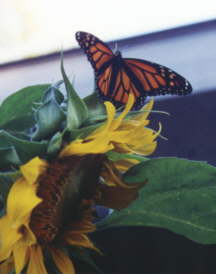 Monarch and Sunflower