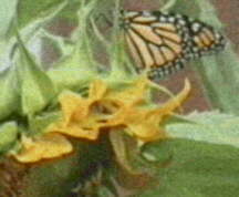Blurred Monarch