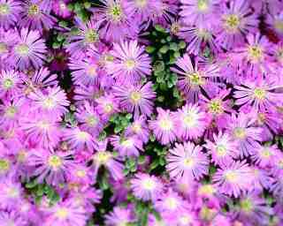 asters