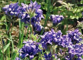 Joan Eliot campanula, photo by Sue