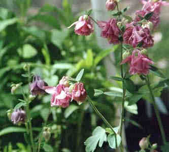 double columbine, a gift from a friend, photo by Sue