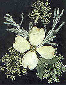 dogwood, Queen Anne's lace flowers, Santolina gray leaves pressed by Sue Lukens