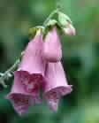 foxglove