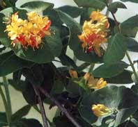 wild, yellow honeysuckle, photo by Sue