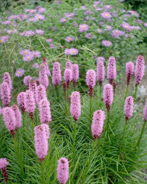 Liatris