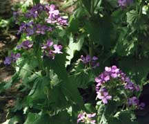 money plant, photo by Sue