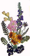 pressed flowers by Sue Lukens