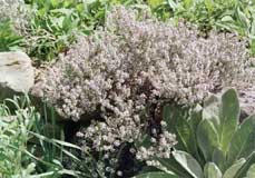 thyme & mullein, photo by Sue