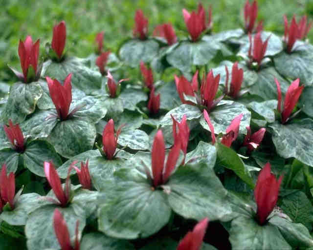 red trillium