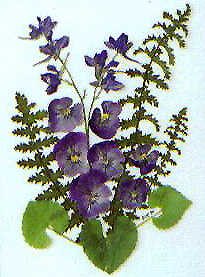 pressed violets by Sue Lukens