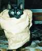 sooty
