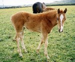 foal