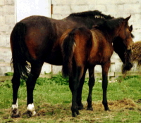 mareandfoal