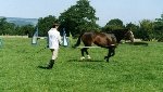 schooling