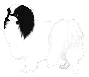 Zhang is my first Am.Ch. dog and the first dog to win the AmCDSA's Am.Ch. title!!