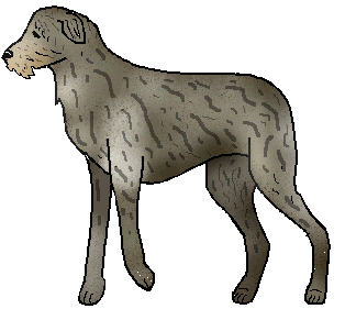 One of my favorite show dog, and the first of my dogs to obtain three titles. I have big plans for her...