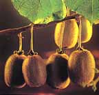 Legion of Kiwi