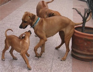shumba ridgeback