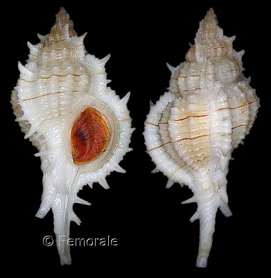 shells