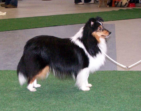 bailey BIS