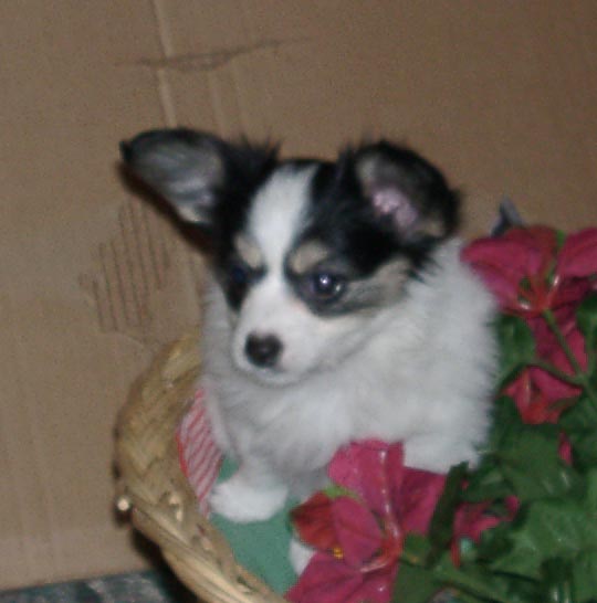 Charm at 8 weeks