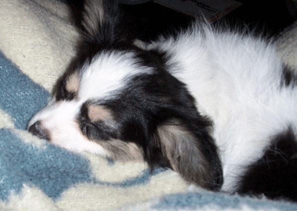Charm asleep