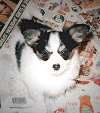 Charm at 6 weeks