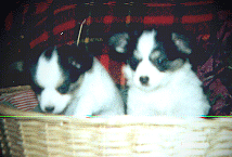 Charm on the right; her litter brother on the left