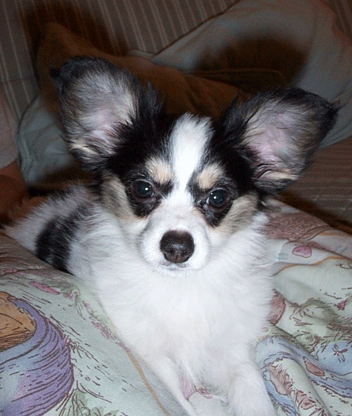 Charm resting on the couch