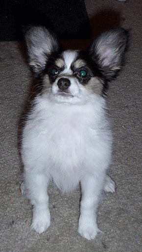 Charm sitting on command
