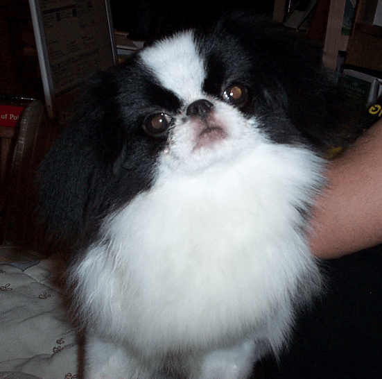 pearl all groomed the night before