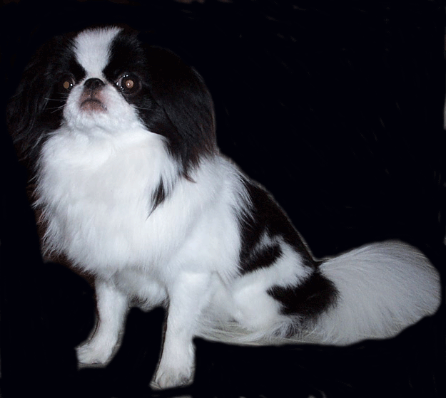 Pearl sitting