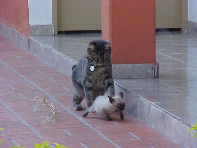 Buguinho e Bernardinho