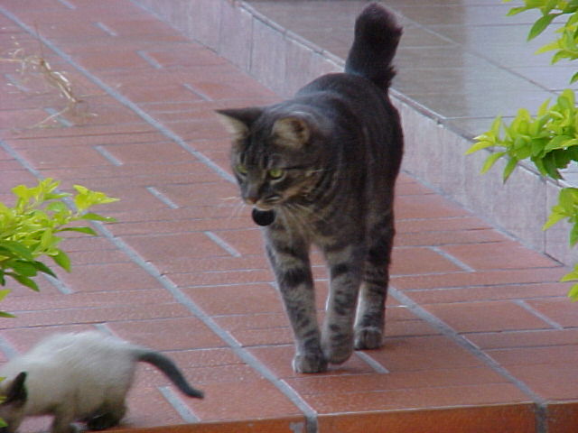 E a ca�a continua!!(he,he..)