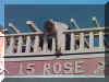 15_ROSE.jpg (31620 bytes)