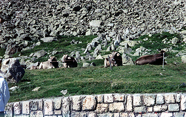 happycows.jpg (131188 bytes)