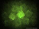 Green Flame