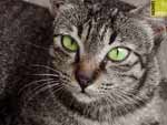 Free Cat photos