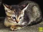 Kittens