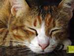 free cat images