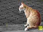 Free cat photo