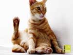 Free cat photos